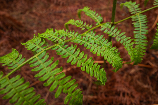 Green Fern Leaves on Volcanic Forest Floor
