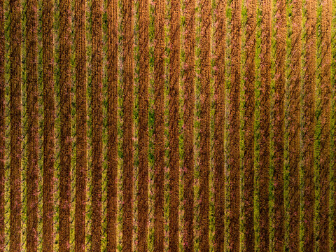 Vines Grow in Neat Rows on a Vineyard During a Sunny Day, overhead