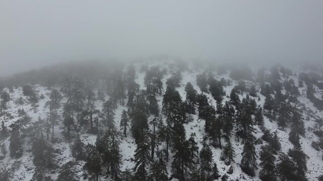 4K cinematic aerial drone shot ascending slowly toward thick white mist and fog over a snowy pine forest in the Troodos mountains of Cyprus. Ethereal winter landscape reveal in cold weather.