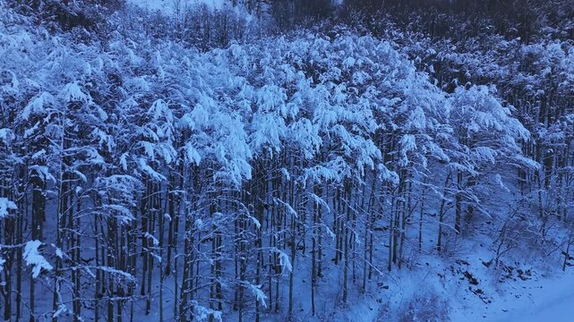 Aerial zoom out of a snow covered forest and mountain road with visible tire tracks, winter landscape in the Tuscan Emilian Apennines, Italy. Cold weather, serene alpine atmosphere.