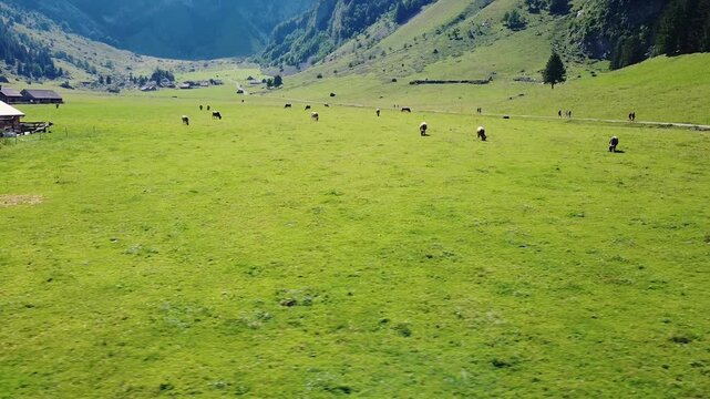 Meadow with cows and alps in the background, Ebenalp, Switzerland