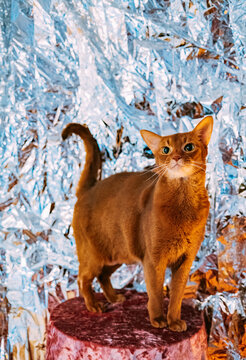 Cat standing on a platform in shiny background