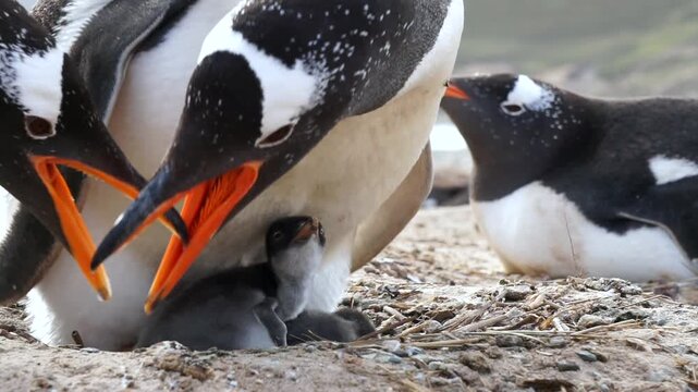 Gentoo penguins feeding it's chick