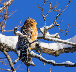 Obraz premium red-shouldered hawk on snow covered branch against blue sky close-up