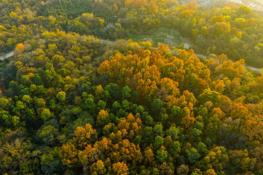 Aerial View of Autumn Forest with Golden and Green Canopy

