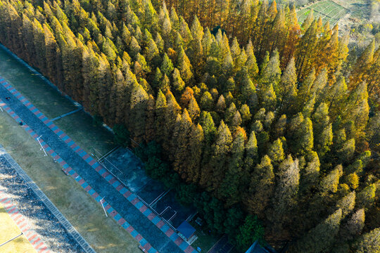 Top-Down View of Autumn Forest with Winding Path

