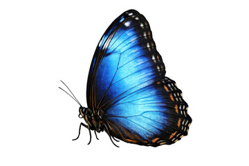 Naklejka premium Blue morpho butterfly with iridescent wings, an exotic insect representing freedom, transformation, and beauty, isolated with clipping path