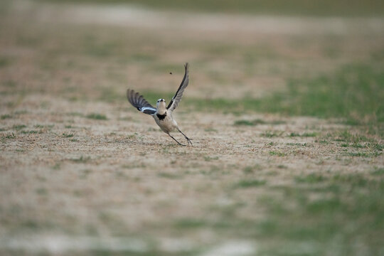 The white wagtail (Motacilla alba) searching for food