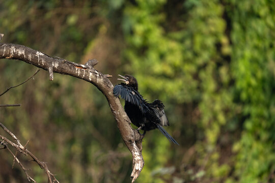 Indian cormorant (Phalacrocorax fuscicollis) in theit natural habitat