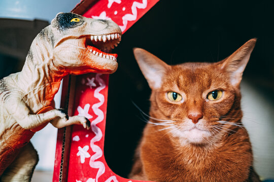 Cat looks at toy dinosaur in a play area
