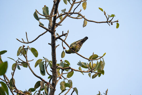 The bird in the image is a Yellow-footed Green Pigeon 