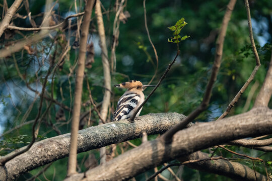 A Eurasian hoopoe (Upupa epops). sit on the branches of a tree.
