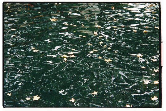 ripples on a river covered with autumn leaves in a quiet park