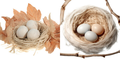Two bird nests with eggs are shown side by side on a black background one with leaves