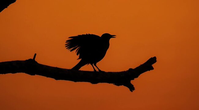 silhouette of a bird