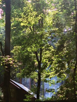 Light shines through trees near wooden cabin
