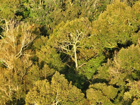 Malaysia durian garden