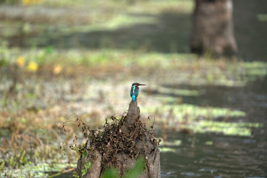 common kingfisher (Alcedo atthis), known as the Eurasian kingfisher.