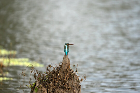 common kingfisher (Alcedo atthis), known as the Eurasian kingfisher.