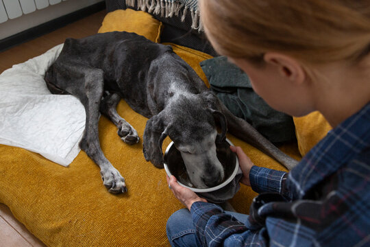 Woman hand feeding old disabled greyhound dog
