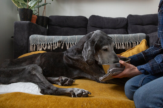 Owner caring for old disabled dog feeding pet