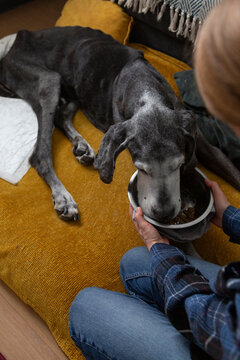 Caring for a senior dog with special needs