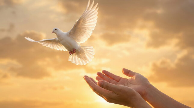 White dove flying above open hands at golden hour sunrise with warm bokeh sky, peace or hope concept for banner