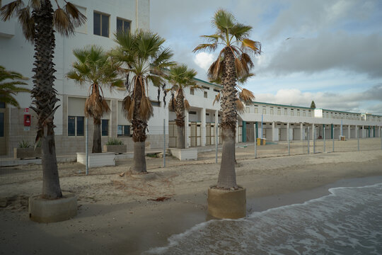 Palm trees planted in the beach shore