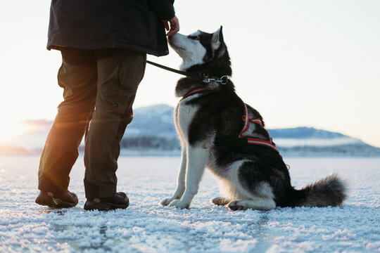 Alaskan malamute sitting beside handler on frozen lake at sunrise