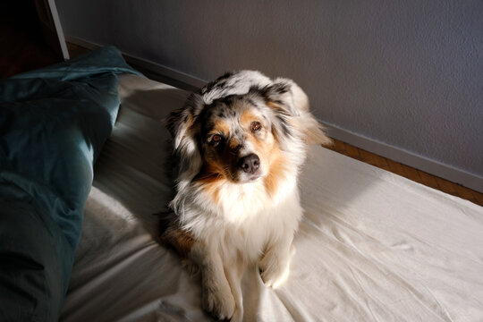 Australian shepherd dog resting on bed in soft natural light