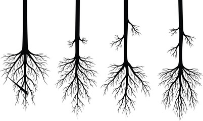 Set of realistic tree root silhouettes, underground plant growth vector icons, botanical root system illustrations, nature life cycle elements for design, © Faruk Here