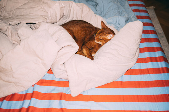 Cat sleeping on a bed with colorful sheets