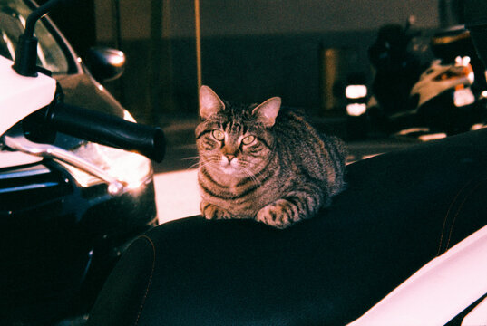 a tabby street cat watches the street from a motorcycle, 35mm film