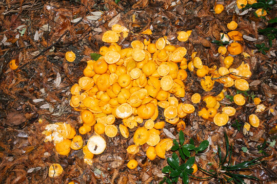 Juiced Oranges on Compost Pile