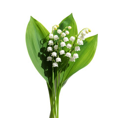 Obraz premium White Lily of the Valley Flowers and Green Leaves with Soft Light