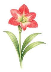 Amaryllis Flower with Leaves Isolated, Watercolor Botanical Illustration