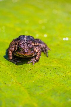 Brown Frog Resting on Green Lily Pad in Sunny Water