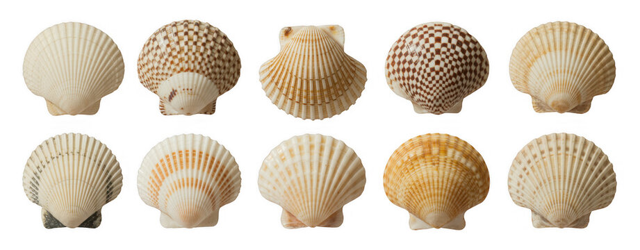 Collection of various seashells shell collection marine shells isolated on a transparent background