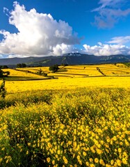 Vibrant yellow wildflowers bloom under a cloudy sky against a mountain backdrop in this sunny landscape