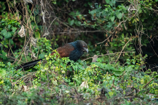 Greater Coucal (Centropus sinensis), also known as the crow pheasant. 