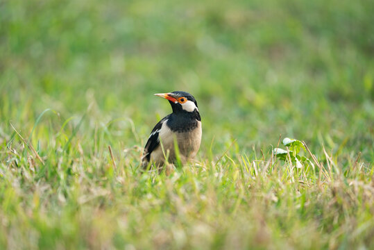  Indian pied myna or Asian pied starling (Gracupica contra) 