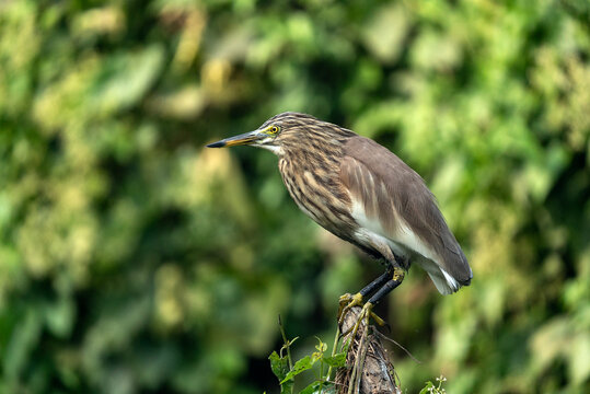 The bird in the image is an Indian pond heron (Ardeola grayii). 