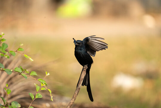 A black drongo (Dicrurus macrocercus) scratching his wings