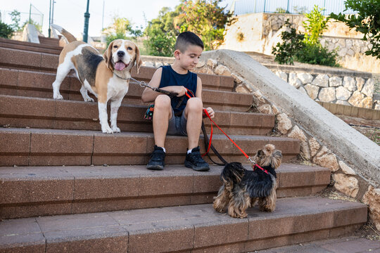 Boy Sitting On Steps With Two Dogs During Outdoor Walk