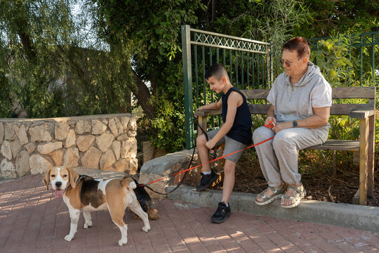 Grandmother And Grandson Sitting With Dogs On A Sunny Day