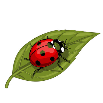 Ladybug on Green Leaf Illustration.
