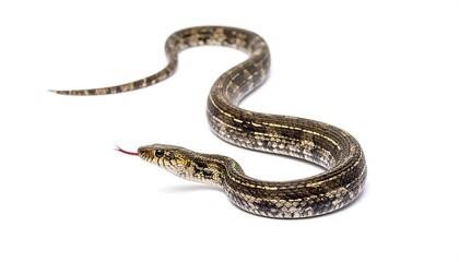 Obraz premium A small, slender snake with intricate patterns on its scales, captured in a studio setting against a clean white background.