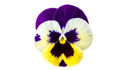 Close-up of a vibrant, multi-colored pansy flower with yellow, purple, and white petals against a clean white background, showcasing its delicate details and unique face-like pattern.
