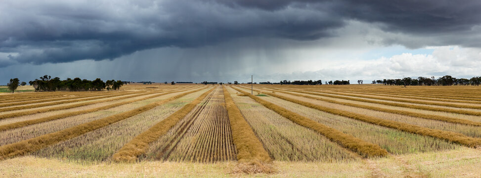 Heavy rain falling from dark clouds over raked lines of drying canola