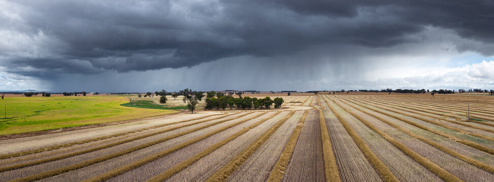 Heavy rain falling from dark clouds over raked lines of drying canola